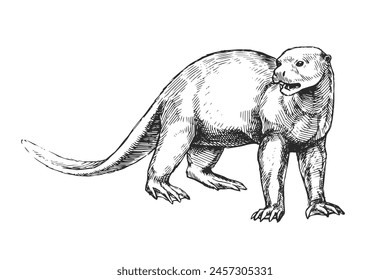 Vector hand-drawn illustration of a Giant Otter in the style of engraving. A sketch of a wild Brazilian animal isolated on a white background. Fauna of South America.