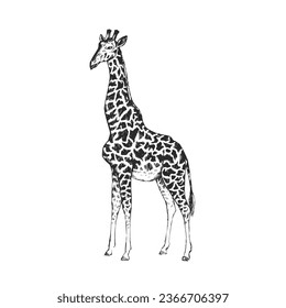 Ilustración vectorial de una jirafa en el estilo de grabado. Un boceto de un animal salvaje africano aislado en un fondo blanco.
