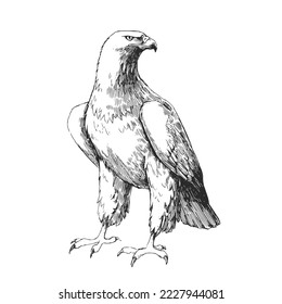 Vector hand-drawn illustration of a golden eagle isolated on a white background. A sketch of a wild bird in the style of an engraving.