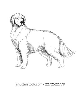 Vektorhandgezeichnete Illustration eines Golden Retriever im Stil der Gravur. Eine Skizze eines süßen Tieres einzeln auf weißem Hintergrund. Hunderasse.