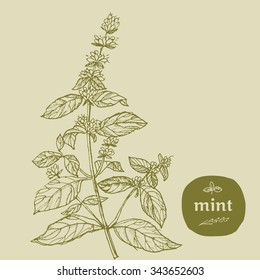 vector hand-drawn illustration of grass used in dish cooking. food seasoning vector illustration in retro style. natural organic herb for franch cuisine. eco condiment.