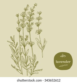 vector hand-drawn illustration of grass used in dish prepearing. food seasoning vector illustration in retro style. natural organic herb for franch cuisine. eco condiment.