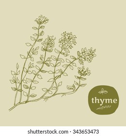 vector hand-drawn illustration of grass used in French cuisine. food seasoning vector illustration in retro style. natural organic herb for franch cuisine. eco condiment.