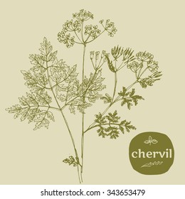 vector hand-drawn illustration of grass used in franch cuisine. food seasoning vector illustration in retro style. natural organic herb for franch cuisine. eco condiment.