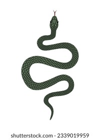 Vector hand-drawn illustration of green Snake top view. Isolated on white background