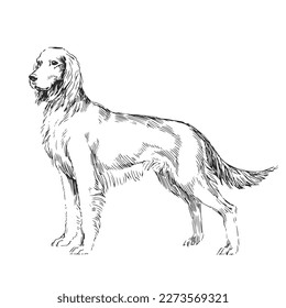 Ilustración vectorial a mano del Setter Rojo Irlandés en el estilo de grabado. Un boceto de una mascota linda aislada en un fondo blanco. Perro de una raza de caza.