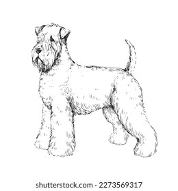 Vector hand-drawn illustration of Irish Soft-coated Wheaten Terrier in the style of engraving. A sketch of a cute pet isolated on a white background. Breed of dogs.
