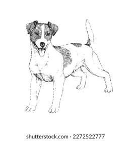 Vektorhandgezeichnete Illustration von Jack Russel Terrier im Gravierstil. Skizze mit einem süßen Haustier einzeln auf Weiß. Ein Hund der Jagdrasse.