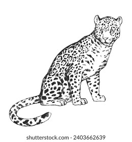 Vector hand-drawn illustration of jaguar in engraving style. Sketch of wild American animal isolated on white.