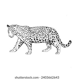 Vector hand-drawn illustration of jaguar in engraving style. Sketch of wild American animal isolated on white.