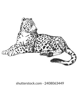 Vector hand-drawn illustration of jaguar in engraving style. Sketch of wild American animal isolated on white.