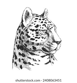 Vector hand-drawn illustration of jaguar head in engraving style. Black and white sketch of wild Brazilian animal.