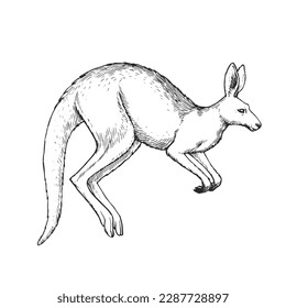 Vector hand-drawn illustration of a jumping kangaroo in the style of engraving. A sketch of a wild Australian marsupial animal isolated on a white background.