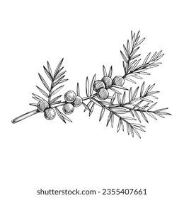 Vector hand-drawn illustration of juniper branch with berries isolated on white. Sketch of botanical element in engraving style.