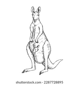 Vector hand-drawn illustration of a kangaroo with a baby in a pouch in the style of engraving. A sketch of a wild Australian marsupial animal with a baby in his pocket, isolated on a white background.