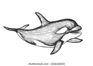 Ilustración de una ballena mortal dibujada a mano por vectores al estilo de grabado. Un boceto blanco y negro con un animal oceánico salvaje aislado en un fondo blanco.