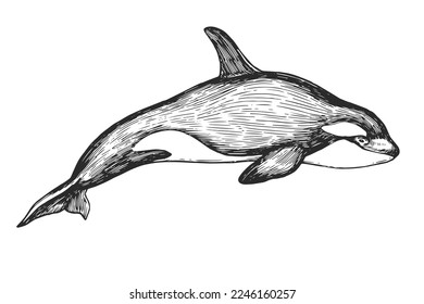 Vector hand-drawn illustration of a killer whale in the style of engraving. A black and white sketch with an oceanic wild animal isolated on a white background.