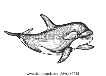 Vector hand-drawn illustration of a killer whale in the style of engraving. A black and white sketch with an oceanic wild animal isolated on a white background.