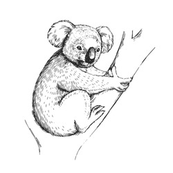 Vector Hand-drawn Illustration Of A Koala In The Style Of Engraving. A Sketch Of A Wild Australian Marsupial Animal Isolated On A White Background.
