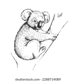 Koala Vector Art & Graphics