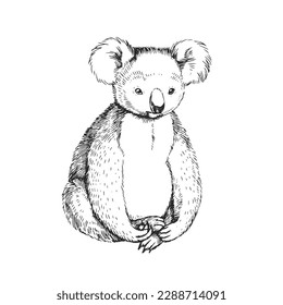 Vector hand-drawn illustration of a koala in the style of engraving. A sketch of a wild Australian marsupial animal isolated on a white background.
