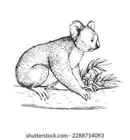 Vector hand-drawn illustration of a koala in the style of engraving. A sketch of a wild Australian marsupial animal isolated on a white background.
