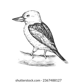 Vector hand-drawn illustration of a Kookaburra in the style of engraving. A sketch of a wild Australian bird isolated on a white background.