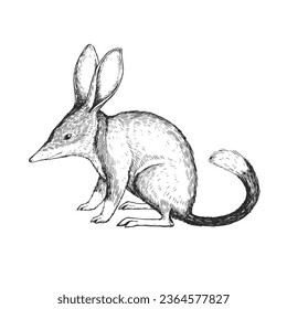 Vector hand-drawn illustration of Lesser bilby isolated on white. A black and white biological sketch of an Australian animal in the style of an engraving.