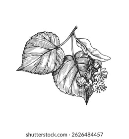 Vector hand-drawn illustration of linden flowers and leaves. Black and white sketch of lime tree branch.