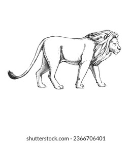 Vector hand-drawn illustration of a lion isolated on white. A black and white biological sketch of an animal living in the savanna.