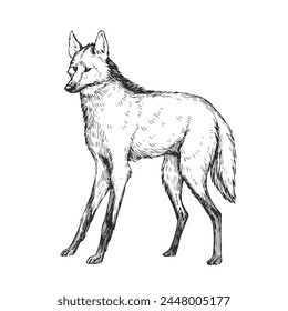 Vector hand-drawn illustration of Maned Wolf in engraving style. Sketch of wild American animal isolated on white.
