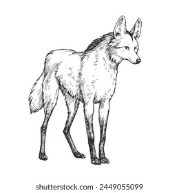 Vector hand-drawn illustration of Maned Wolf Guara in engraving style. Sketch of wild American animal isolated on white.