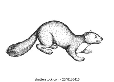 Vector hand-drawn illustration of marten in engraving style. Sketch of wild forest animal isolated on white.