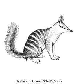 Vector hand-drawn illustration of numbat isolated on white. A black and white biological sketch of an Australian animal in the style of an engraving.