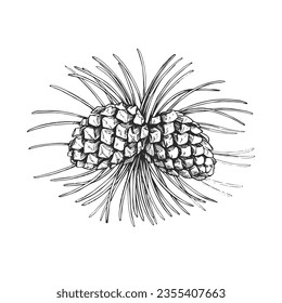 Vector hand-drawn illustration of pine branch with cones isolated on white. Sketch of botanical element in engraving style.