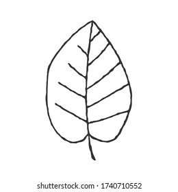 Vector hand-drawn illustration of a plant leaf in the Doodle style. An empty outline isolated on a white background. Simple design for scrapbooking, coloring books, and theme design.