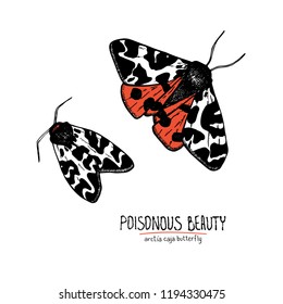 Vector handdrawn illustration of poisonous arctia caja butterfly with handdrawn text. Poisonous beauty. Can be used for cards, prints, tattoo