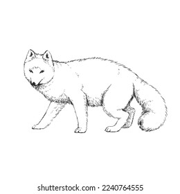 Vector hand-drawn illustration of polar fox in engraving style. Black and white sketch of wild arctic animal.