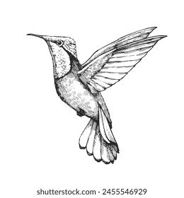 Vector hand-drawn illustration of a Rubin-Topaz hummingbird in the style of an engraving. A black and white sketch of a bird of South America, isolated on a white background.