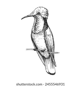 Vector hand-drawn illustration of a Rubin-Topaz hummingbird in the style of an engraving. A black and white sketch of a bird of South America, isolated on a white background.