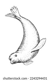 Vector hand-drawn illustration with a seal isolated on a white background. A sketch of a marine animal in the style of an engraving.