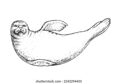 Vector hand-drawn illustration with a seal isolated on a white background. A sketch of a marine animal in the style of an engraving.