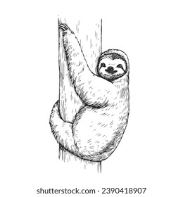 Vector hand-drawn illustration of a sloth in the style of engraving. A sketch of a wild Brazilian animal isolated on a white background. Fauna of South America.
