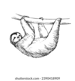 Vector hand-drawn illustration of a sloth in the style of engraving. A sketch of a wild Brazilian animal isolated on a white background. Fauna of South America.
