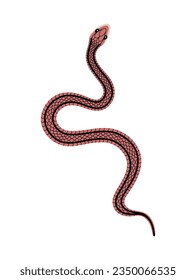 Vector hand-drawn illustration of Striped Snake top view. Isolated on white background