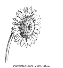 Vector hand-drawn illustration of a sunflower head on a long stem, isolated on a white background. Botanical sketch of a flower in the style of an engraving.