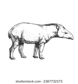 Vector hand-drawn illustration of a tapir in the style of engraving. A sketch of a wild Brazilian animal isolated on a white background. Fauna of South America.