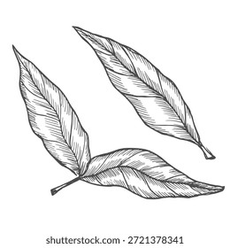 Vector dibujado a mano ilustración de la primavera del té. Boceto botánico de rama con hojas.