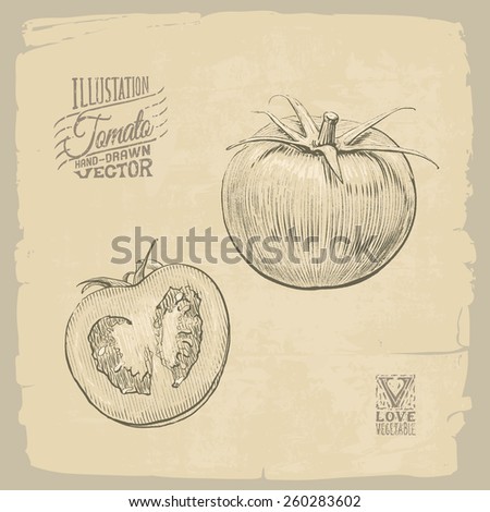 Vector Hand-drawn Illustration of Tomato