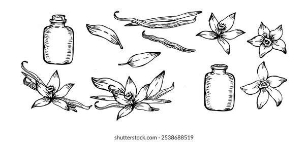 Vector hand-drawn illustration of vanilla orchid flowers and pods. A bundle of vanilla sticks and blossoms, isolated in line art style for elegant designs.